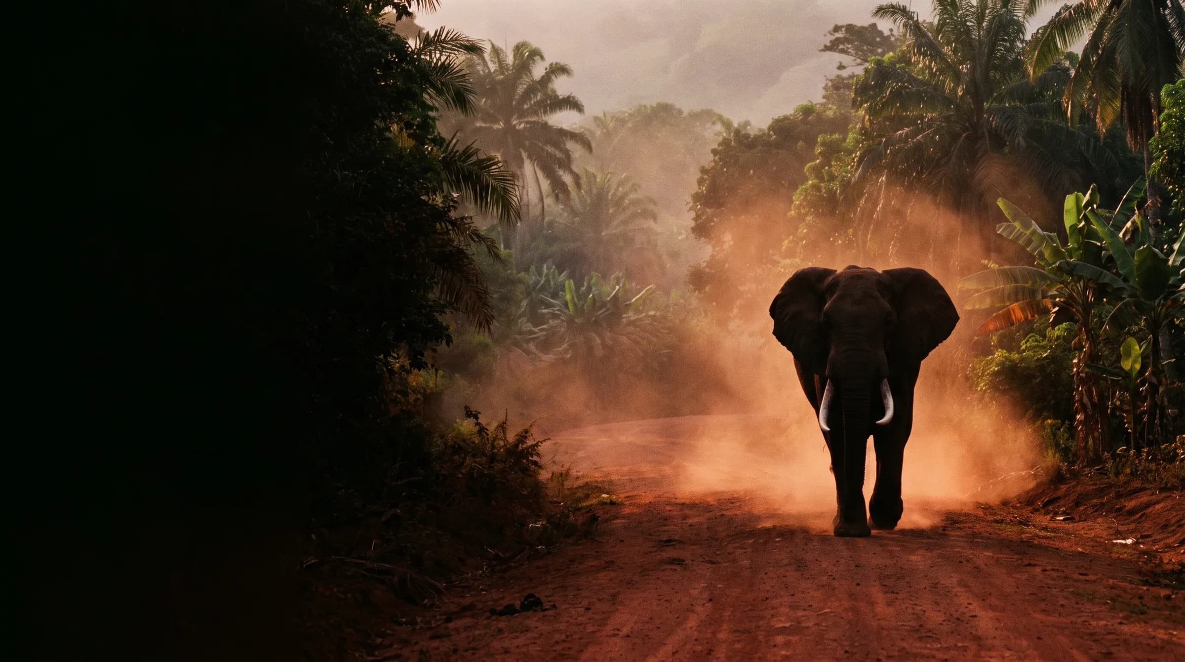 Elefante caminando por un camino de tierra roja entre platanares al atardecer